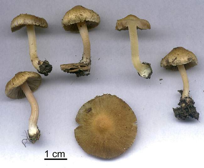 Inocybe hirtella